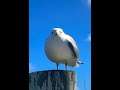 Bass Boosted Screaming Seagull but just the scream