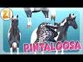 Der PINTALOOSA! | Horse Riding Tales