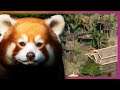 🗻 Red Panda Himalayan Habitat | Planet Zoo Speed Build