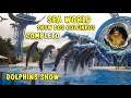SEA WORLD – ESPETÁCULO COM GOLFINHOS – DOLPHINS SHOW (EDUARDO PICPAC)