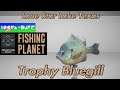 Trophy Bluegill - Lone Star Lake Texas - Fishing Planet