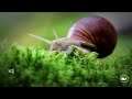 Clid the Snail | Launch Trailer
