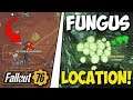 Fallout 76 - Glowing Fungus & Brain Fungus FARM ROUTE!!!