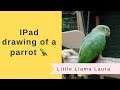 iPad drawing of a parrot