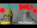 Lady's Birds Meet Sammy and Pepper