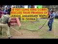10-feet-long King Cobra rescued from premises of Jarada Jagannath Temple in Odisha