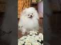 #shorts #shortsbeta #puppy #puppies #cute #white #flowers #lovely #dog #dogs #beautiful #fun #joy