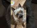 Blind, Deaf, No Teeth Yorkie Doggo is HUNGRY