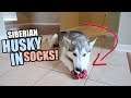 Dogs Wearing Socks FUNNY Siberian Husky Prank!