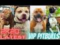 Pitbull Fighters | Bully | Latest | Vip Pitbulls