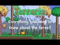 Everything about the Terraria's forests! | Biome Guides #1