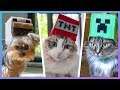 How To Make MINECRAFT HATS For Cats and Dogs!