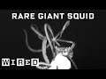 Scientist Explains How She Captured Rare Giant Squid Footage | WIRED