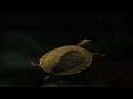 Tortoise In Aquarium With Red Gold Fish—Part 3