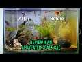 Ikan Pembersih Aquarium | SAE (Siamese Alga Eater) / CAE (Chinese Alga Eater) Terbaik Tercepat