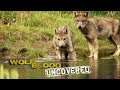 Pack Life | Wolfblood Uncovered