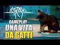 Stray: Gameplay (da gatti) dell'esclusiva PlayStation