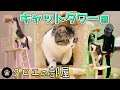 新しいキャットタワーを1から組み立てて遊んでみた♪クロエの部屋#3【MSSP/M.S.S Project】