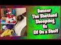 Dog Vs Elf On A Shelf! #Shorts Dancer The Shetland Sheepdog funny