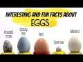 Interesting And Funny Facts About Eggs