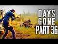 Days Gone - HOW MANY BODIES - Walkthrough Gameplay Part 36