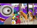 💙🍌Dogs VS Minions & Angry Birds in Real Life Compilation 💙🍌