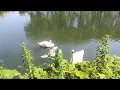 Swan family relaxing in the sun