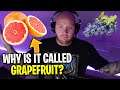 TIMTHETATMAN WONDERS WHY GRAPEFRUITS EXIST!