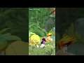 featured News #11 Angry Birds 2 / 5G ESL Mobile Open-Finale / Rayman Mini