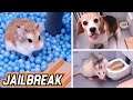 JAILBREAK with TRAPS - HAMSTER 🐹 / DOG 🐶 / RAT 🐭