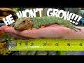 MY LIZARD IS A DWARF!! I MADE A HUGE MISTAKE!! | BRIAN BARCZYK