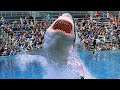 Pourquoi AUCUN Aquarium Dans Le Monde n'a de Grand Requin Blanc!