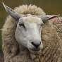 DasSheep