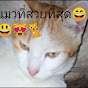pmg 88 catน่ารัก