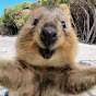 Quokher