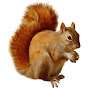 SquirrelPlayingGames