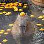 CapybaraEnjoyerʕ •ᴥ•ʔ