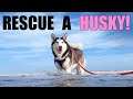 This Video Will MAKE YOU WANT TO GET A Siberian Husky!!!
