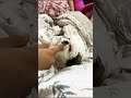 My dog bit me while sleeping#shorts funny video