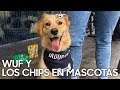 TEC | WUF y los chips en mascotas