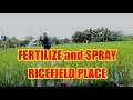 Adventure at Rice place | fertilize | farming