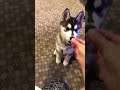 husky puppy sits for the first time