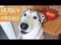 Siberian Husky Argues With Owner Compilation!