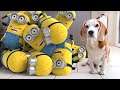 Amazing Compilation of Animated Minions. Funny Video.