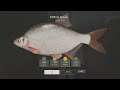 Russian Fishing 4 - Trophy White Bream at Winding Rivulet