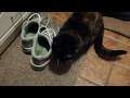 Sasha and my shoes (cat video)