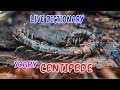 LIVE DICTIONARY - 4K Animal Footage ~ CENTIPEDE | CON RẾT | CENTIPÈDE | HUNDERTFÜSSER | n39 vlog
