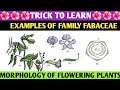 Trick to learn fabaceae family  | Examples tricks| morphology of flowering plants| quick trick|NEET