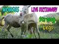 LIVE DICTIONARY - 4K Animal Footage ~ HORSE | CON NGỰA | CHEVAL | PFERD | ウマ | 말 | 马 | n39 vlog