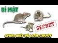 Bí mật hiếm ai biết về loài chuột ( Mouse Secret ) | Văn Hóng